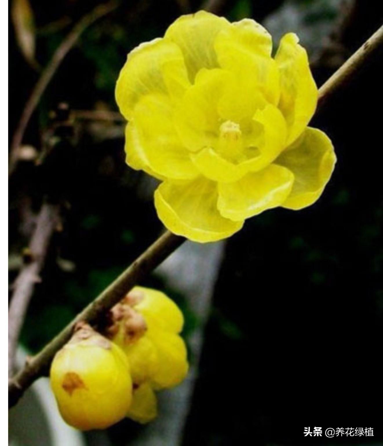 腊梅树什么时候开花结果