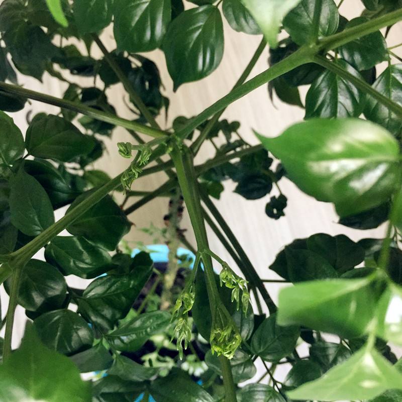 幸福树的正确养殖方法