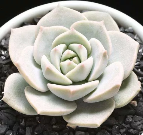 多肉植物有哪些类型