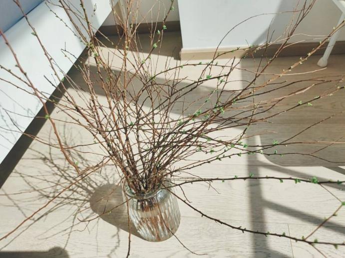 雪柳干枝怎么养多久能开花