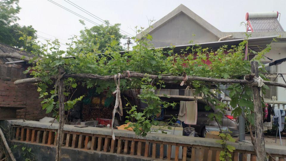 种葡萄树要注意风水问题吗