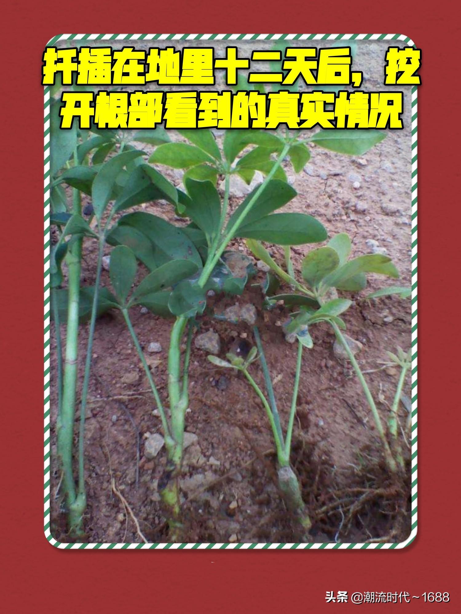 鸭掌木的扦插方法季节