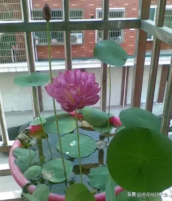 种植碗莲的方法和技巧