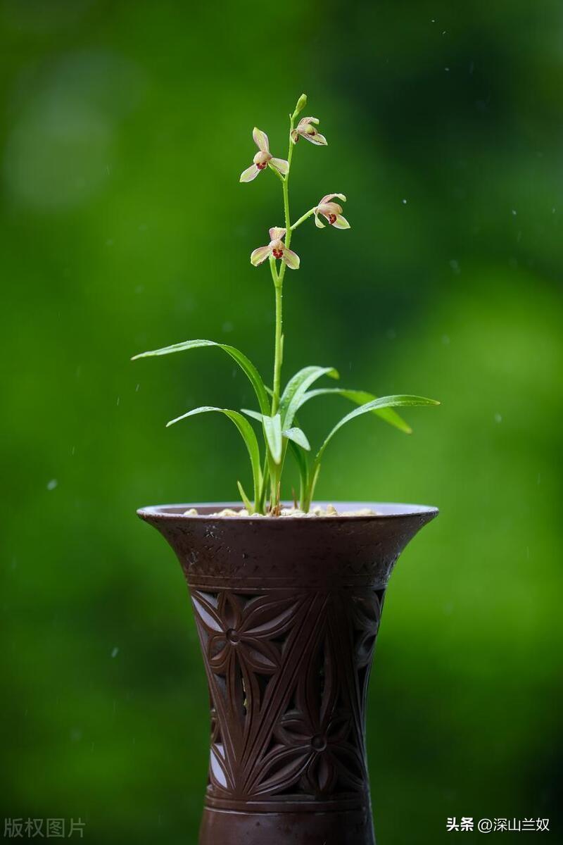 兰花可以淋雨吗怎么养
