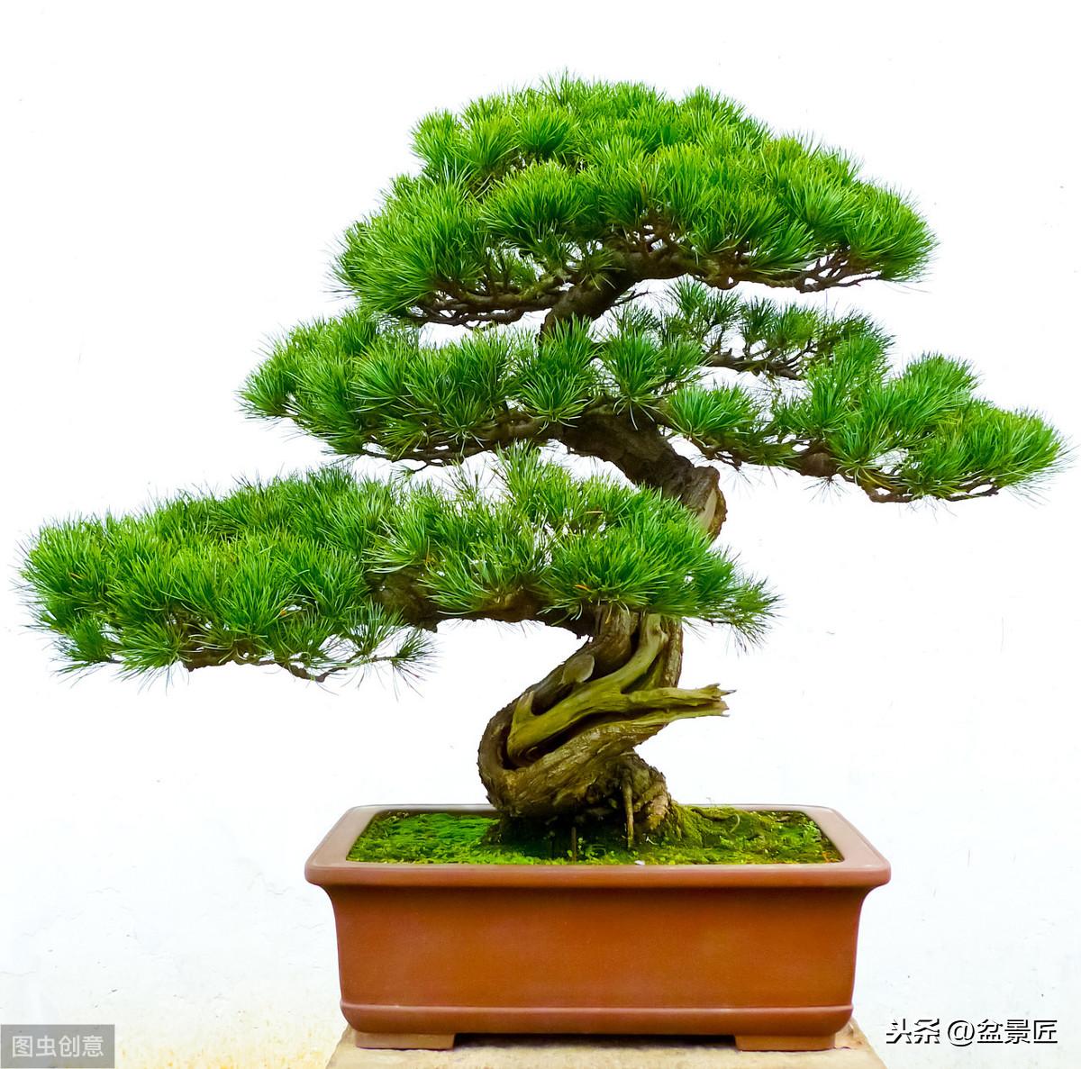 柏树盆景怎么养护