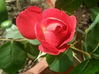 地栽月季几月份移栽好活