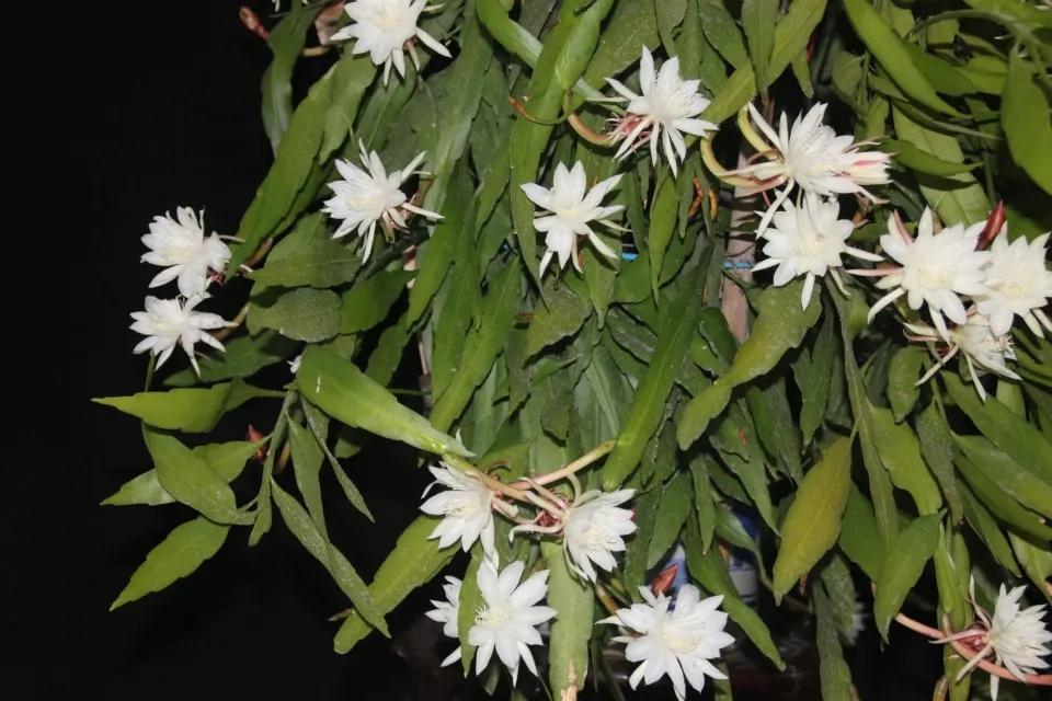 昙花多长时间开一次花期
