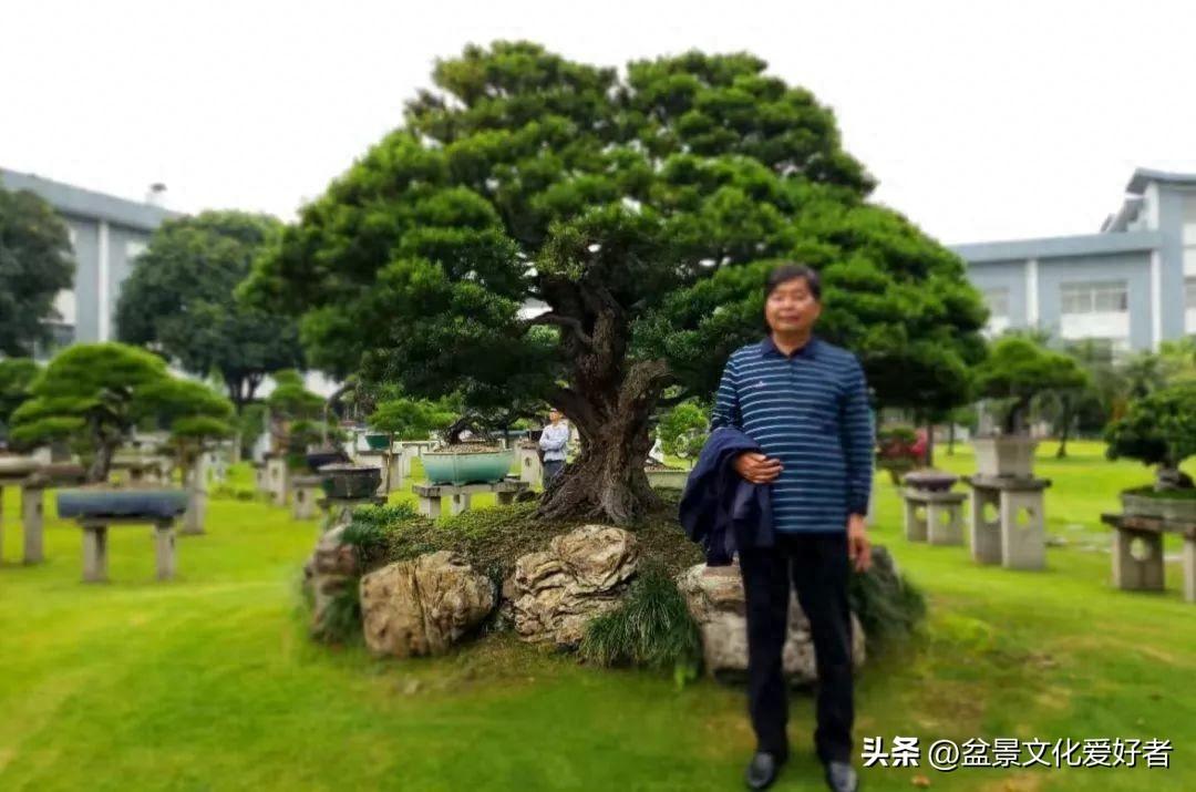 黄杨树风水位置