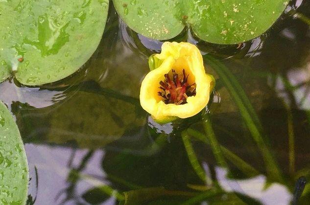 家里适合养什么水生植物好
