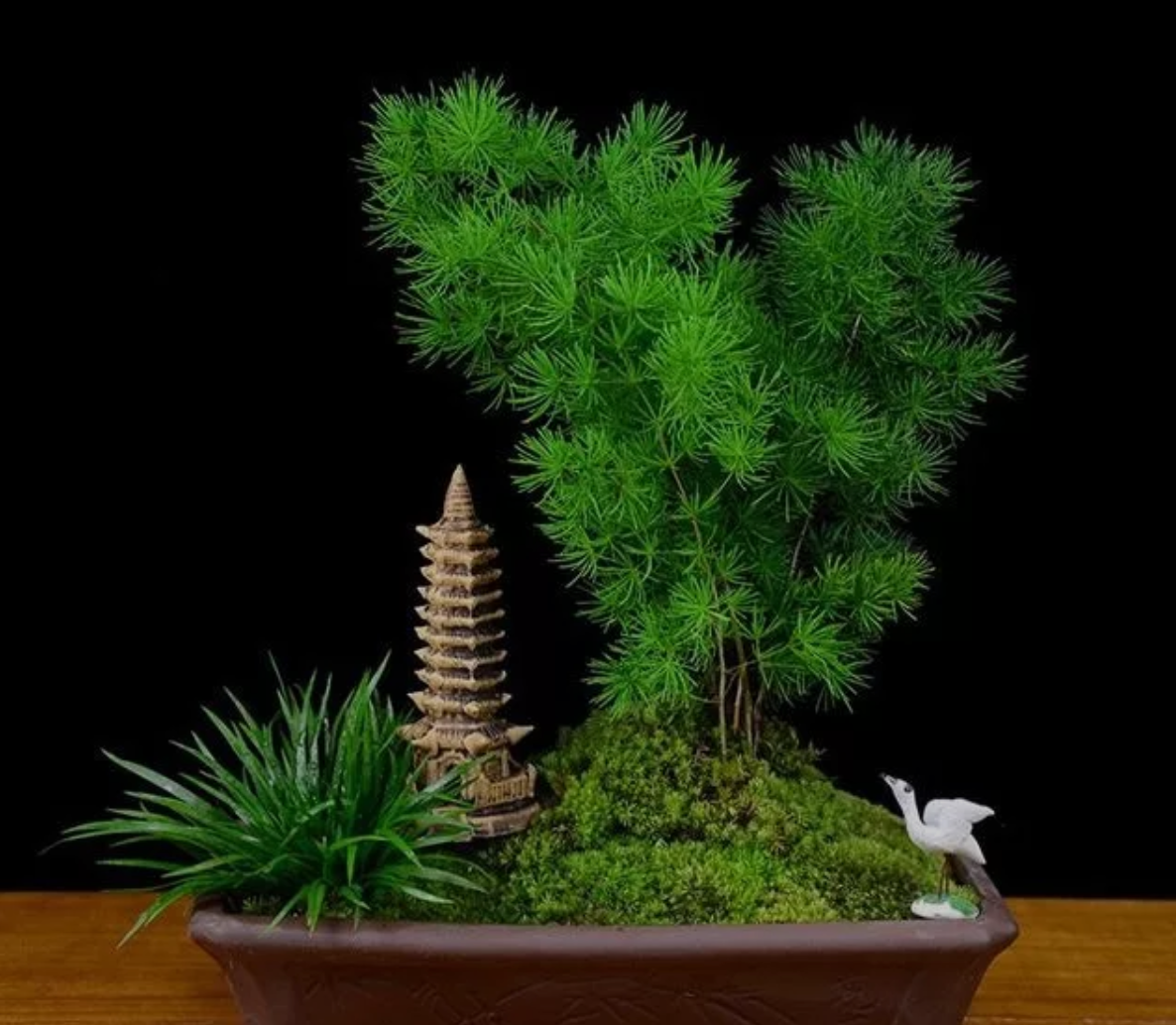 家里养蓬莱松风水好不好