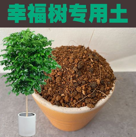 夏天幸福树能晒太阳吗