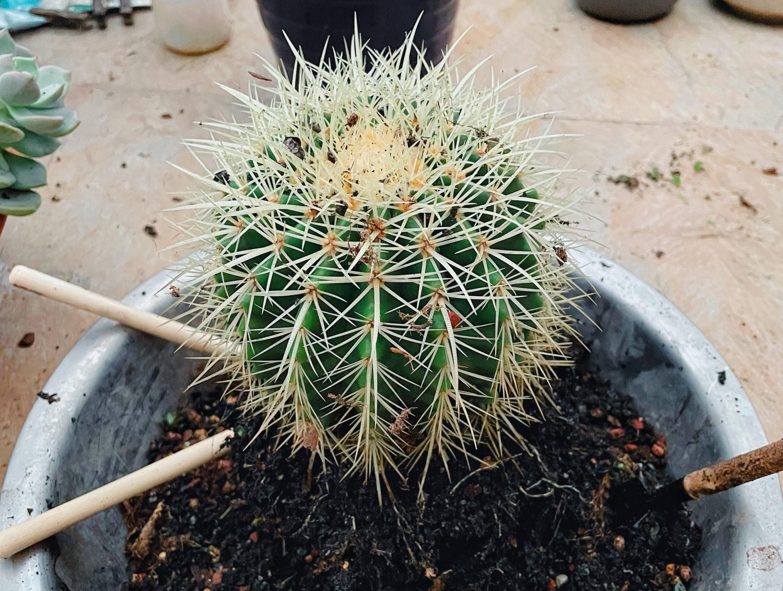 金虎仙人球开花吗