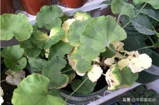 厚脸皮植物叶子发软怎么办