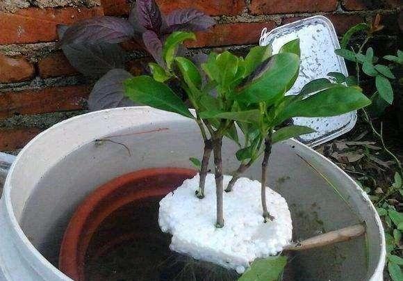 栀子花插花瓶怎么养好
