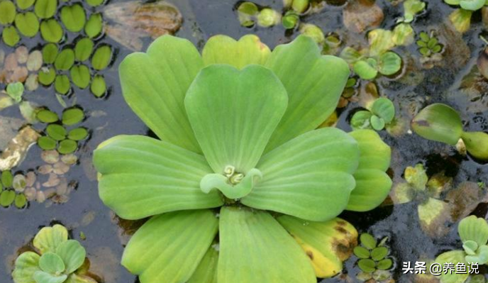 水芙蓉和水葫芦哪个净化水质好