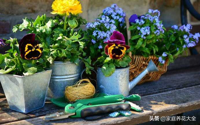 花卉种子怎么播种方法
