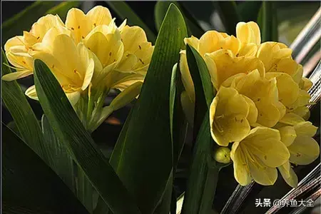 微型君子兰品种有哪些