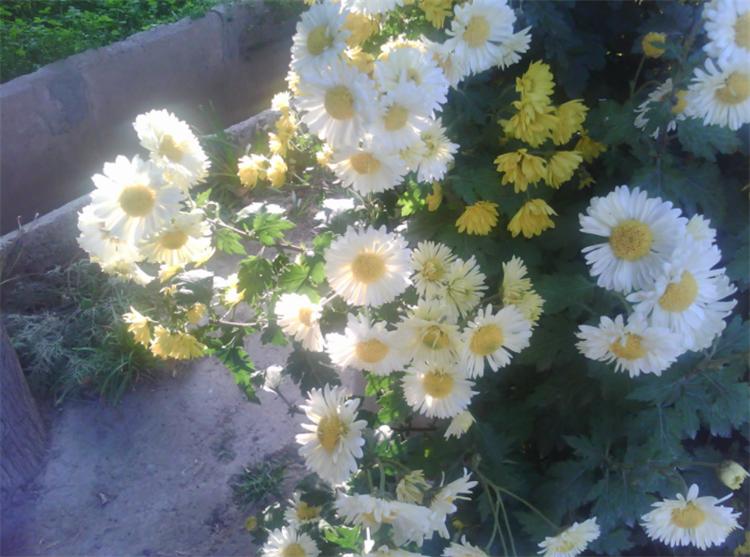 小雏菊花语象征与寓意是什么