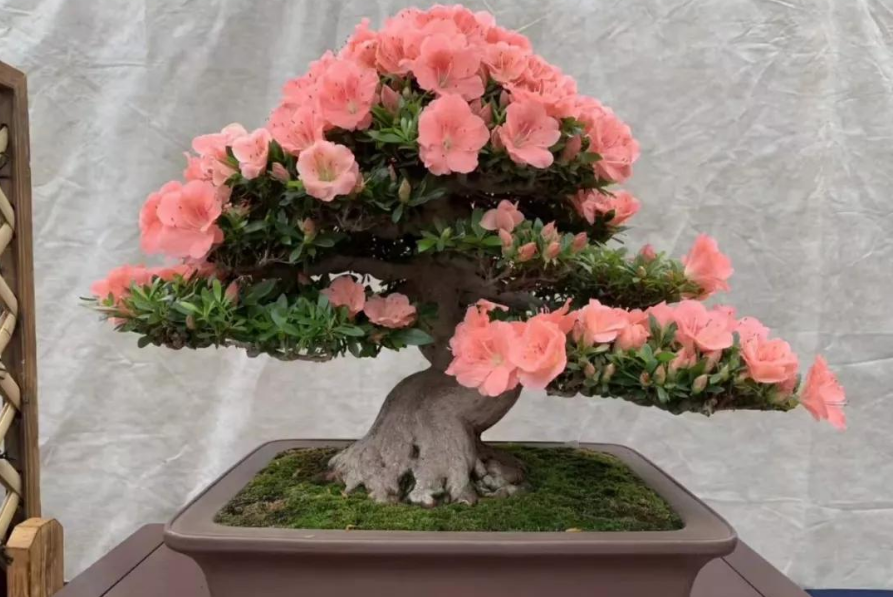 家里放杜鹃花吉利嘛