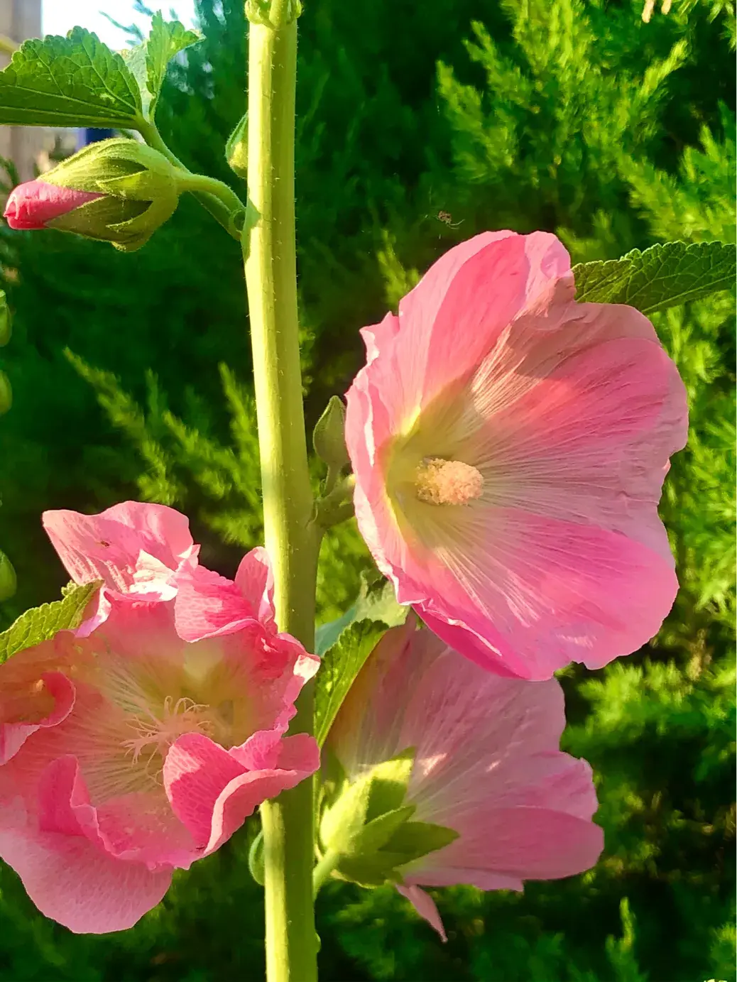 蜀葵花语和寓意