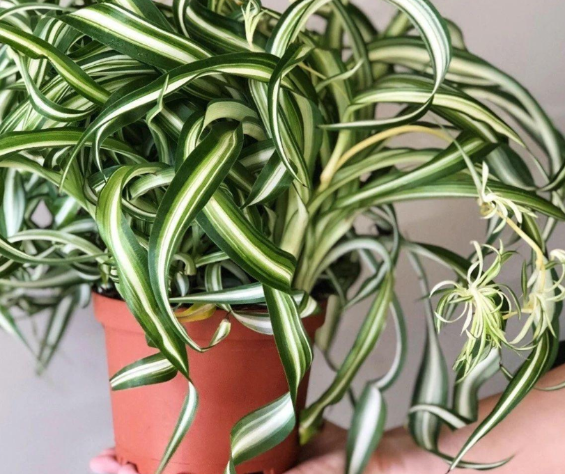 去甲醛植物有哪些