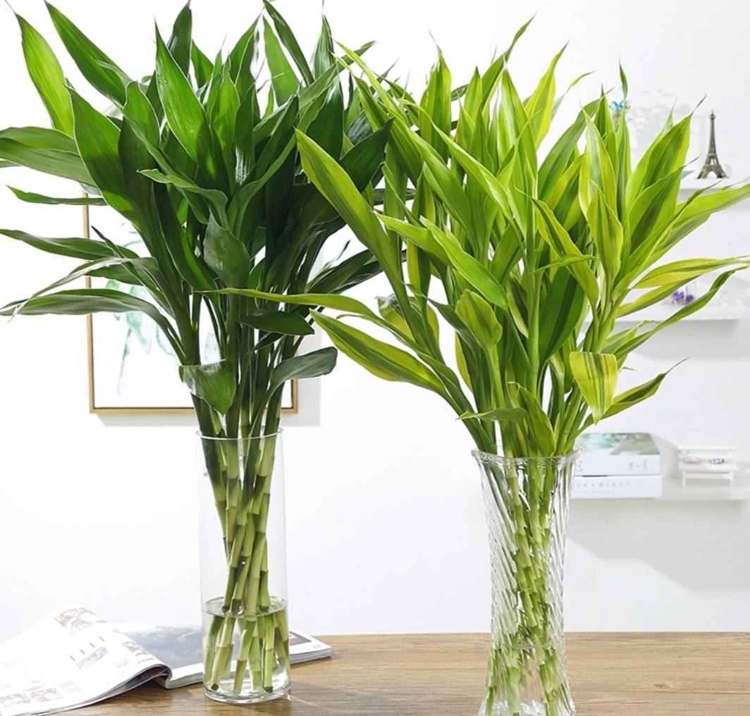 幸福树开花有什么预兆和寓意