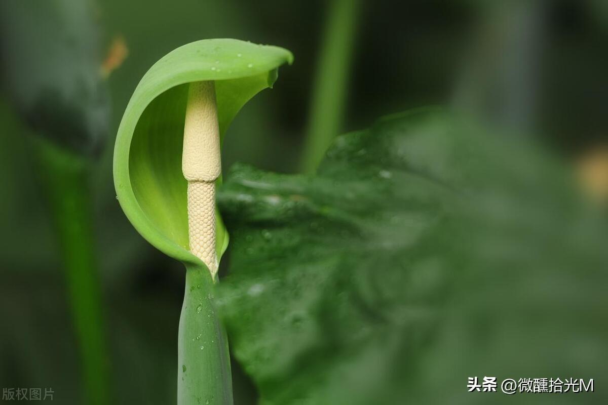 滴水观音果实有毒吗