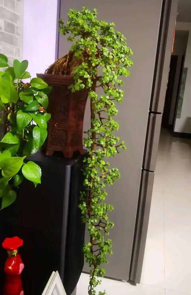 寓意好的花有哪些品种