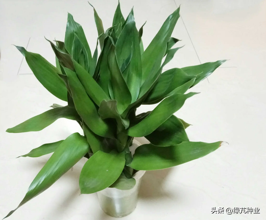 观音竹怎么养才能更旺盛开花