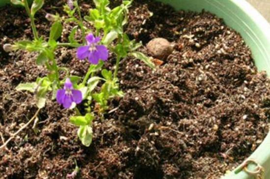 怎么把黄土改良成肥沃的黑土