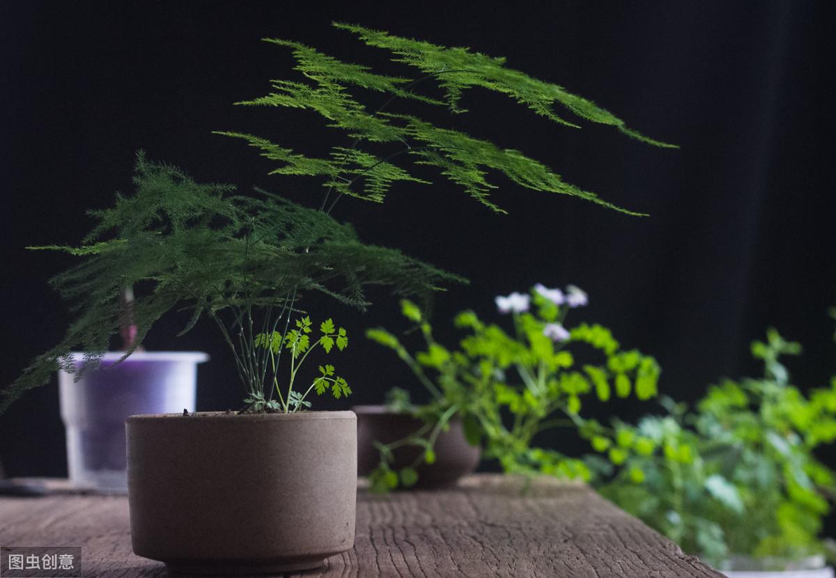 文竹开花的样子是什么