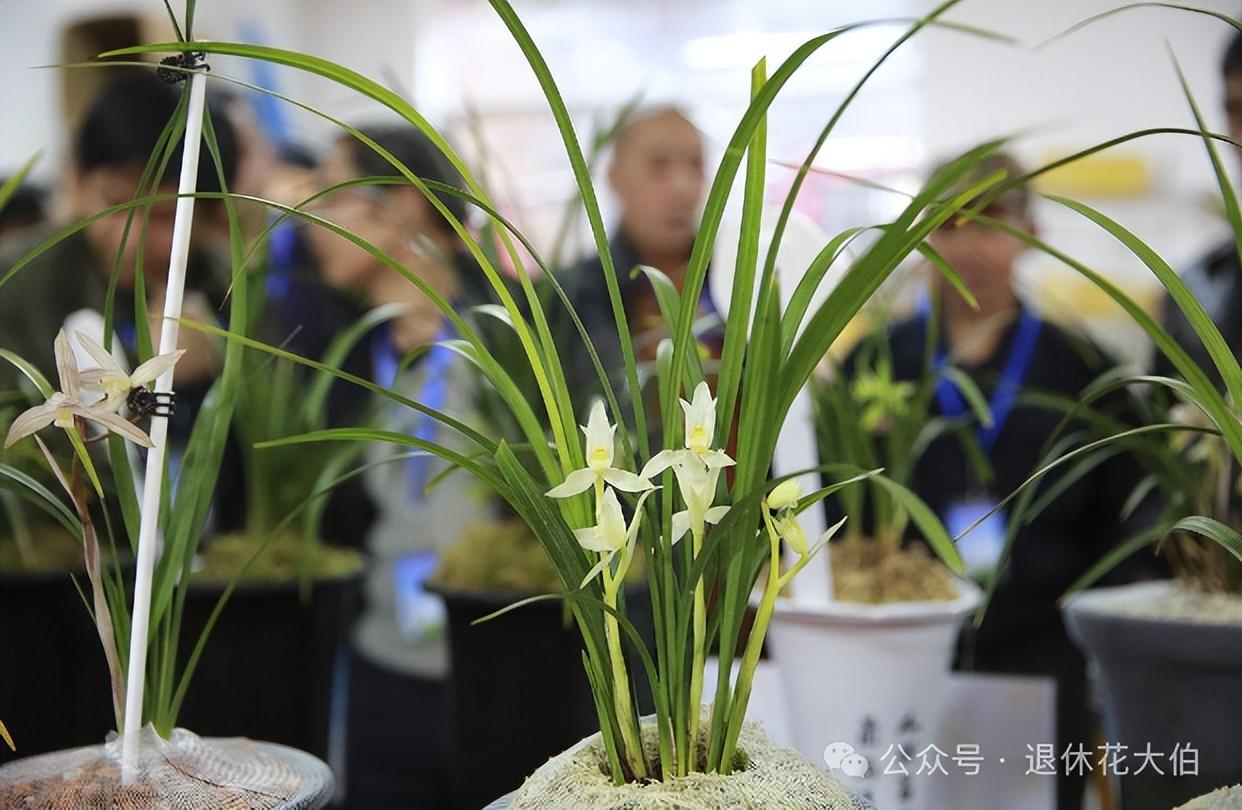 家里万万不能养的三种花有哪些