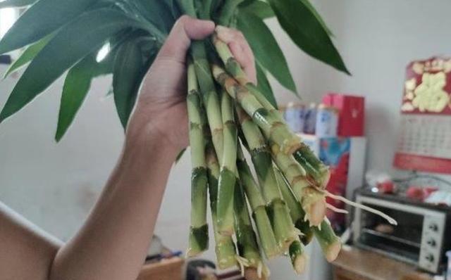 水培富贵竹正确养法
