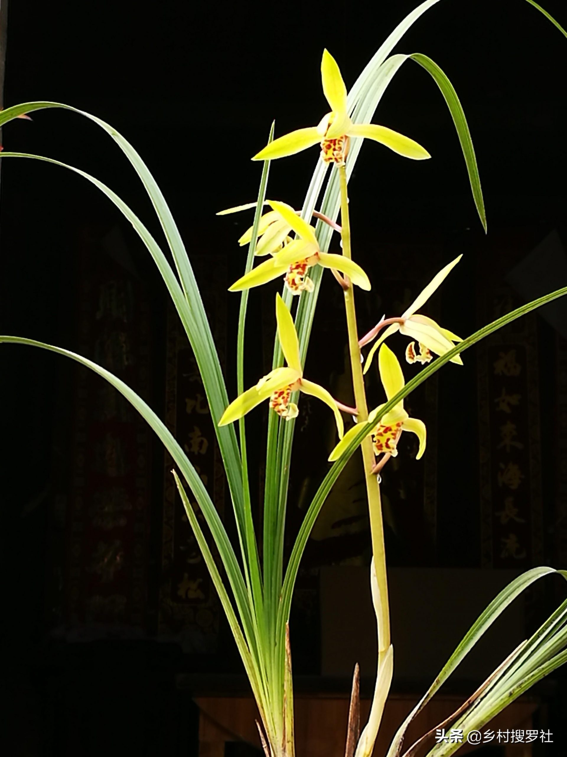 白玉兰花几月份开花