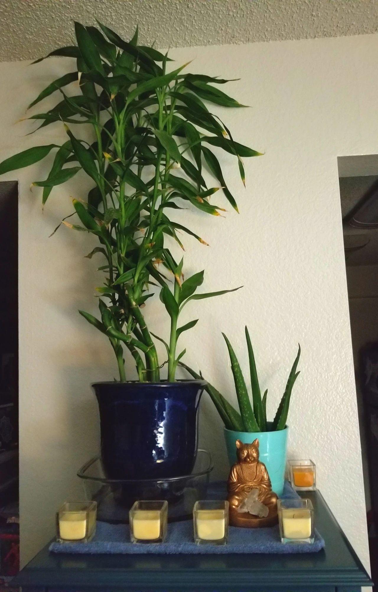 富贵竹剪下的杆能用水养活吗