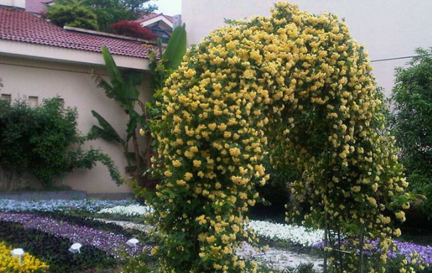 木香花花期多长