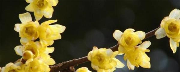 冬季腊梅花怎么养护