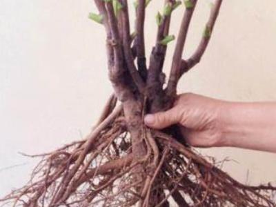 牡丹花种植方法及养护