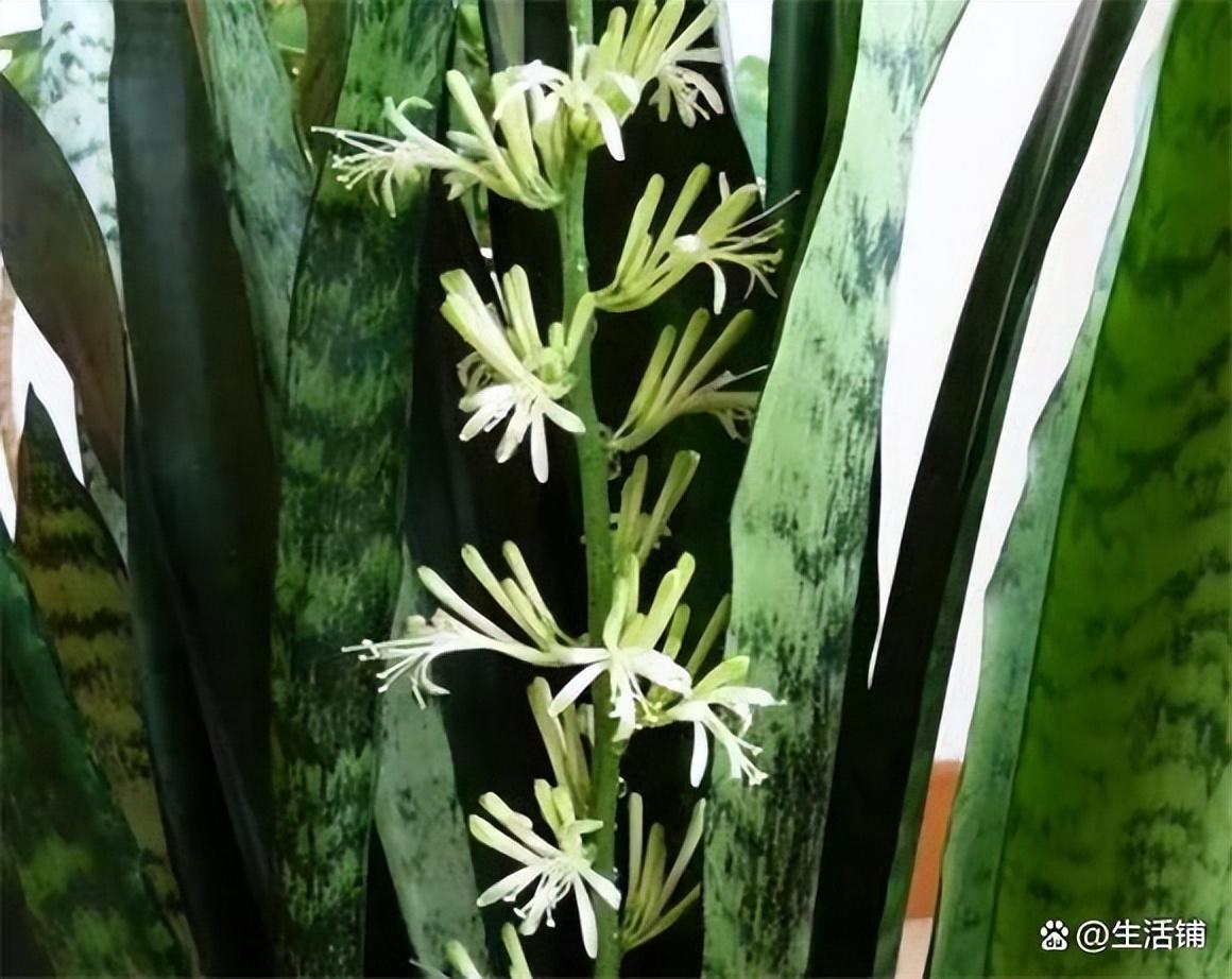 虎皮兰开花的寓意和象征风水