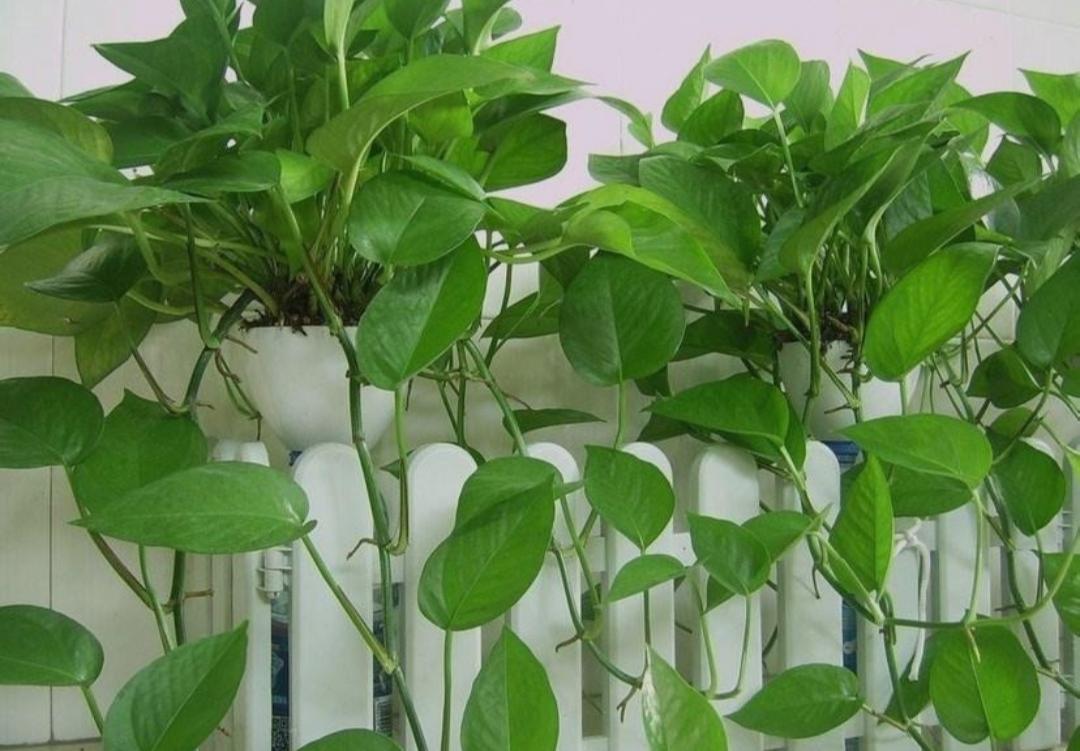 绿萝营养液的使用方法和用量