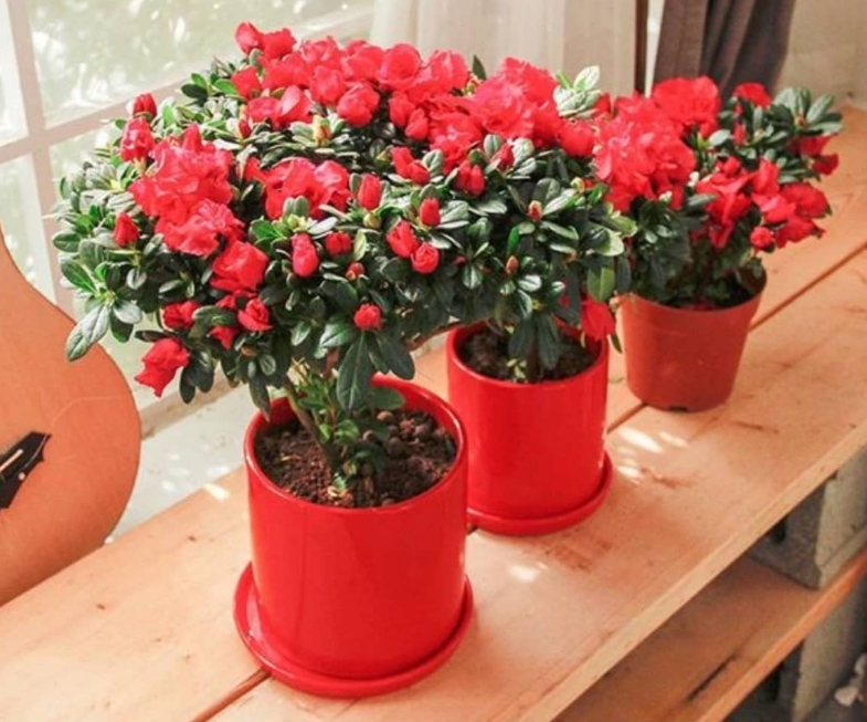 家里放杜鹃花吉利嘛
