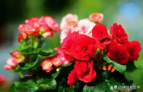 天竺葵种子种植方法