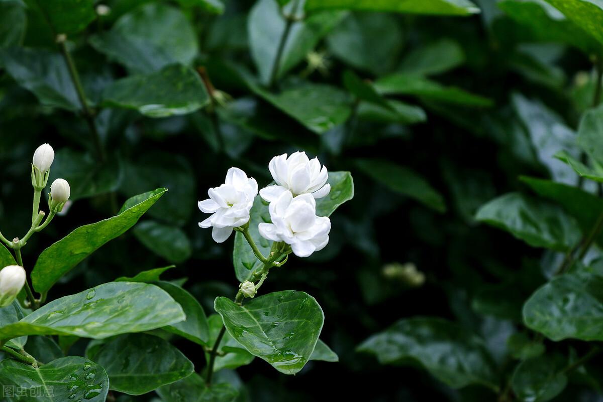 家里养茉莉花好吗
