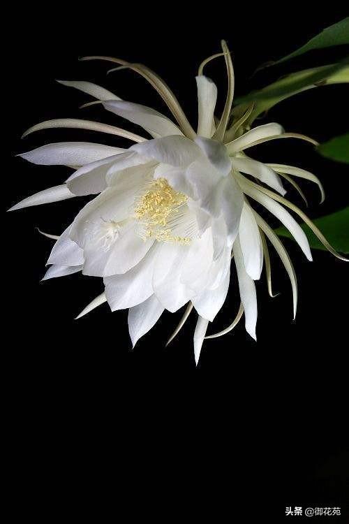 昙花的花语和寓意