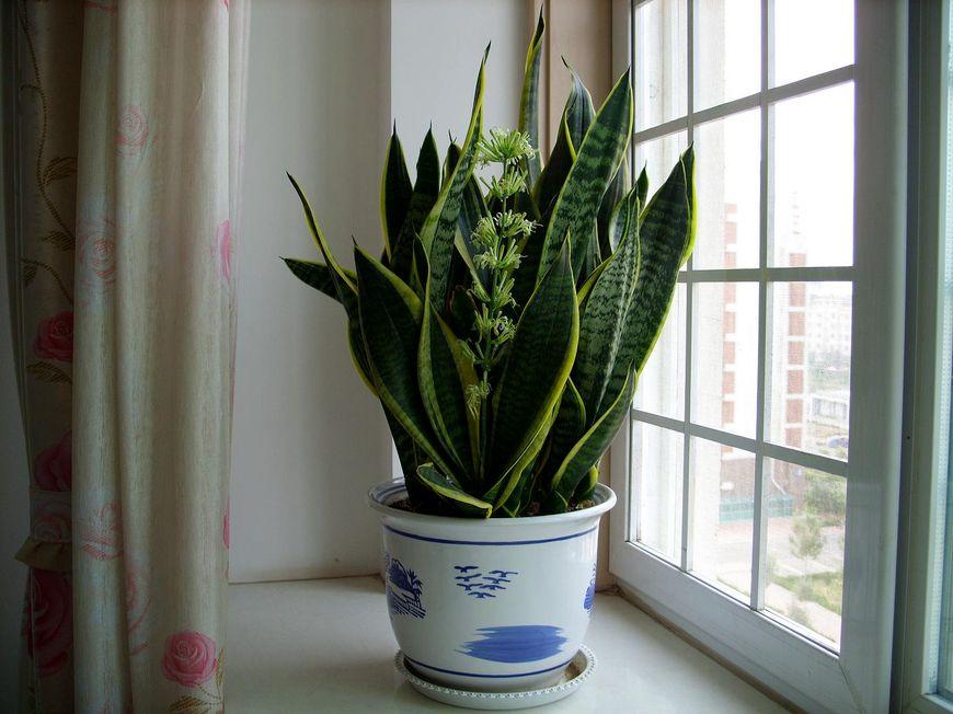 幸福树开花有什么预兆和寓意