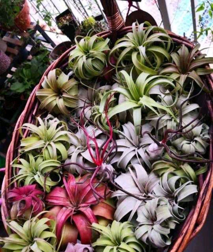 空气凤梨花怎么养殖