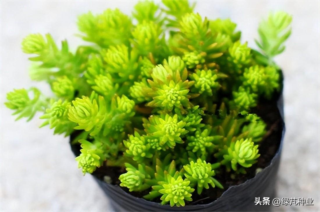 佛甲草冬季怎么处理最好