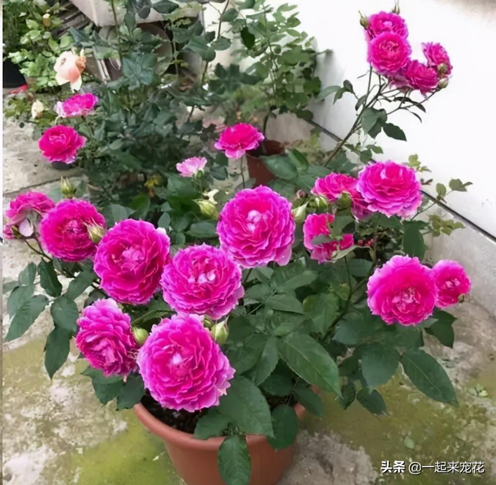 多头月季有哪些品种