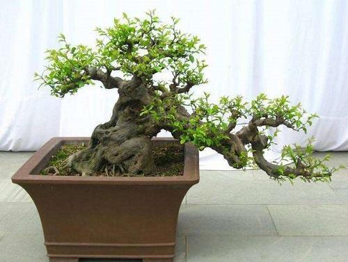 雀梅盆景风水寓意是什么