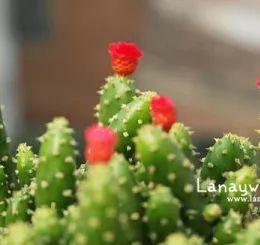 招财手仙人掌开花吗